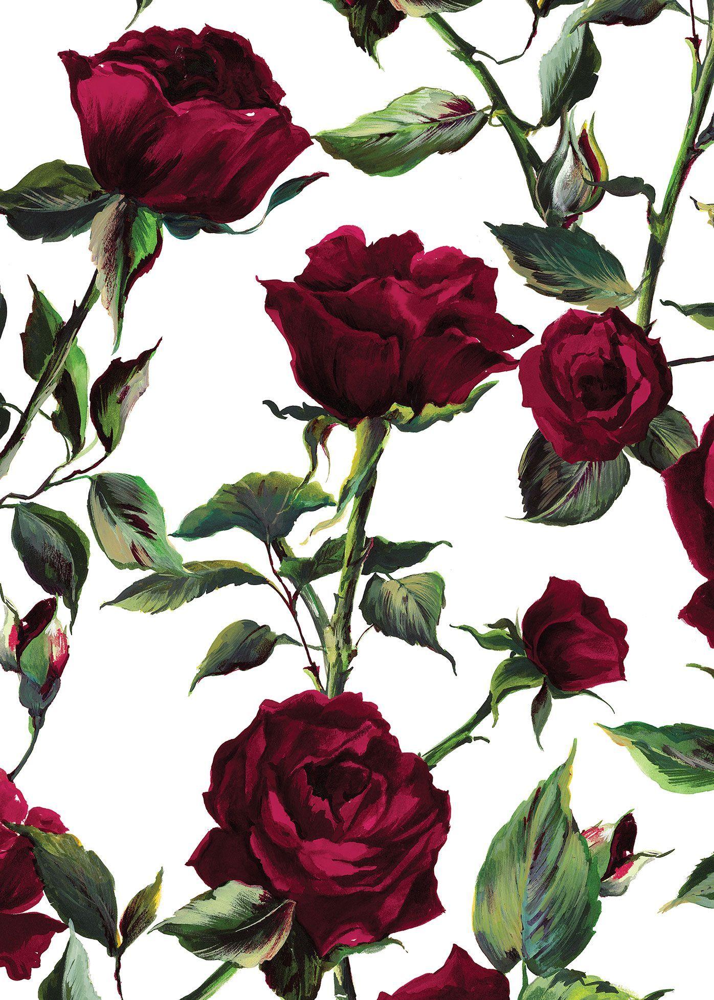 Summer 2016 Collection. DOLCE & GABBANA. Rose wallpaper, Screen