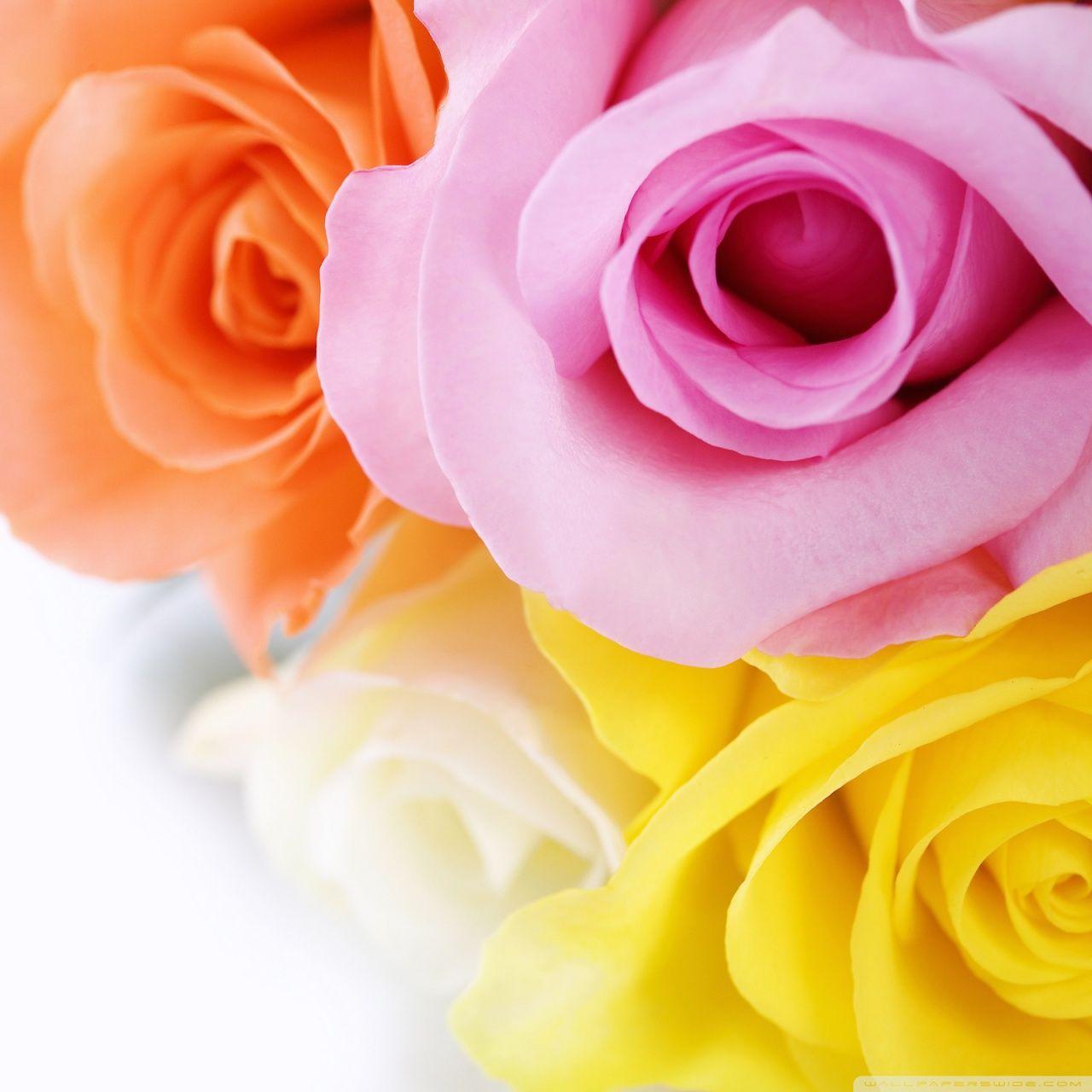 Different Colours Roses ❤ 4K HD Desktop Wallpaper for 4K Ultra HD TV