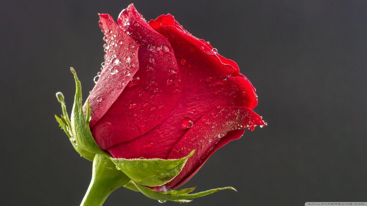 Beautiful Red Rose, Drops of Water ❤ 4K HD Desktop Wallpaper for 4K