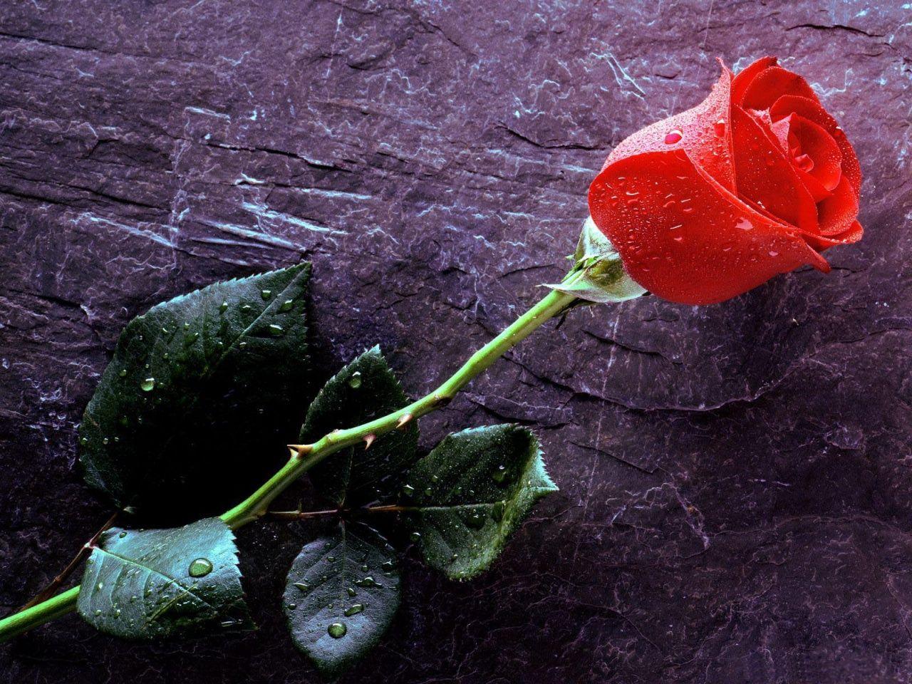 Wao Amazing Look Red Roses Wallpaper Free Hd