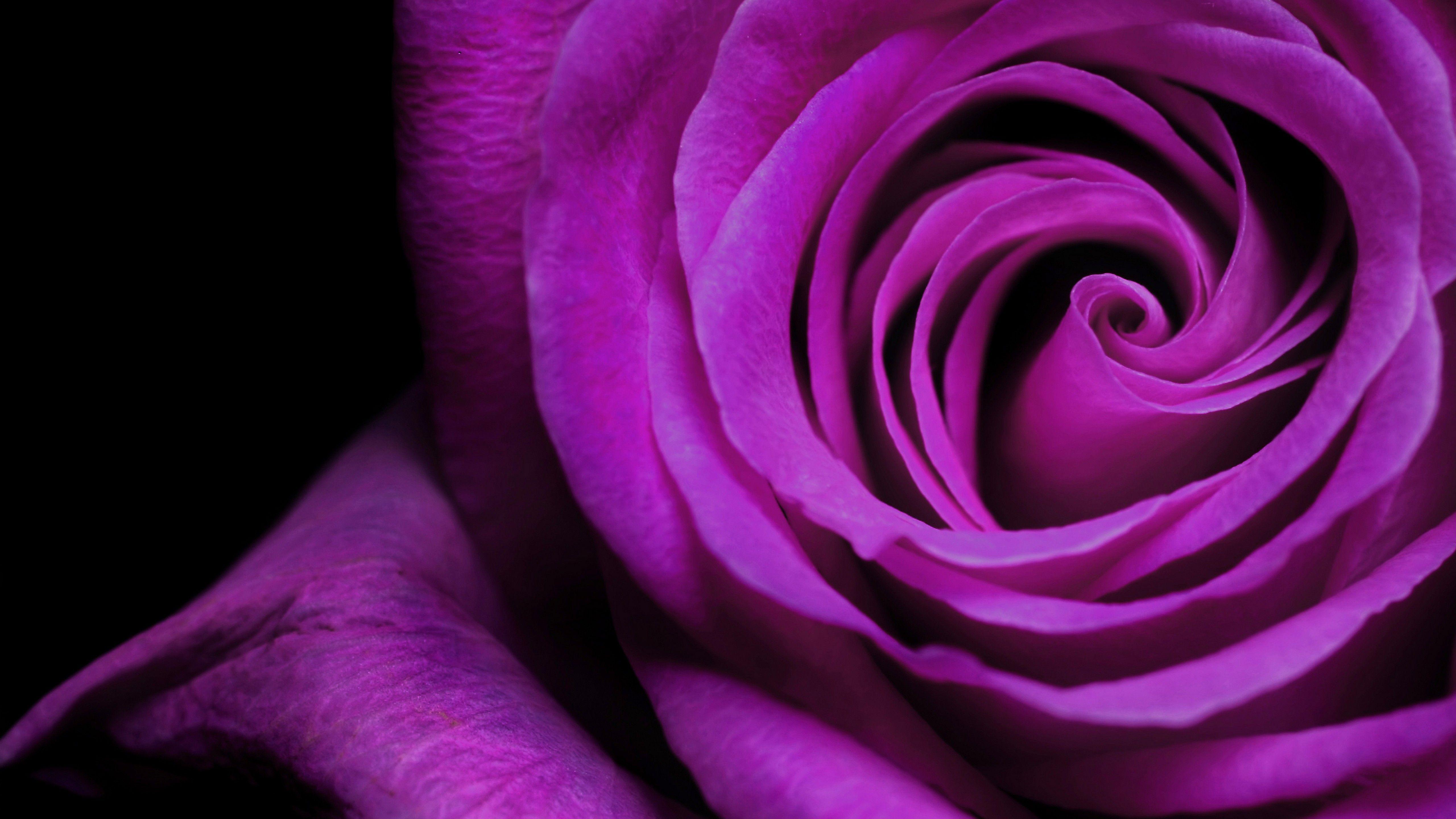 Wallpaper Violet Rose, HD, 5K, Flowers