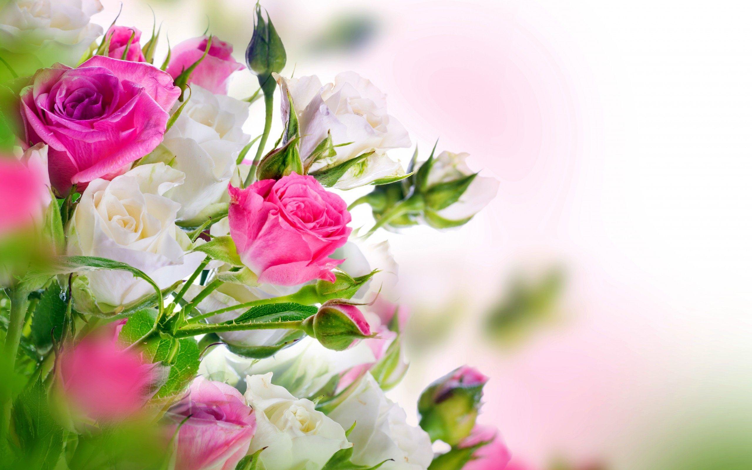 Full HD Of Pink And White Roses Wallpaper Best Image Field Rose