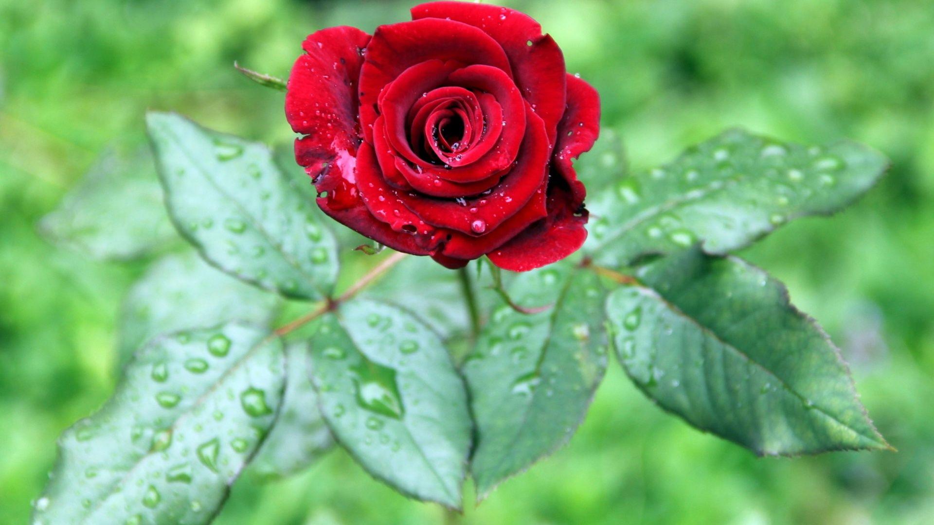 Astonishing rain droplet rose leaves HD wallpaper. You can just