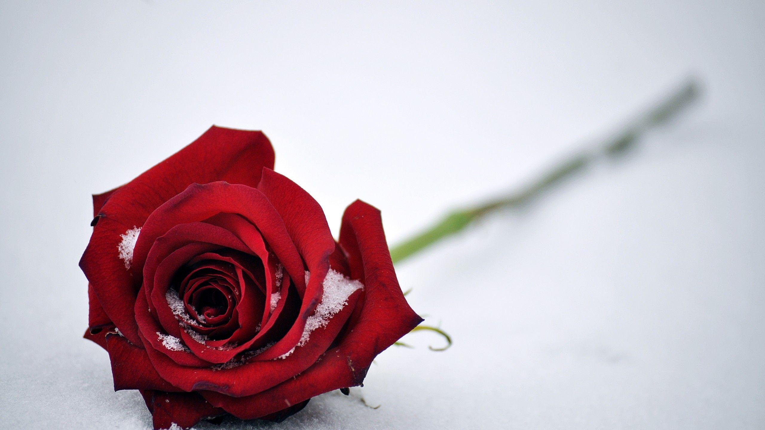 Wallpaper Red Rose, Snow, HD, 4K, Flowers