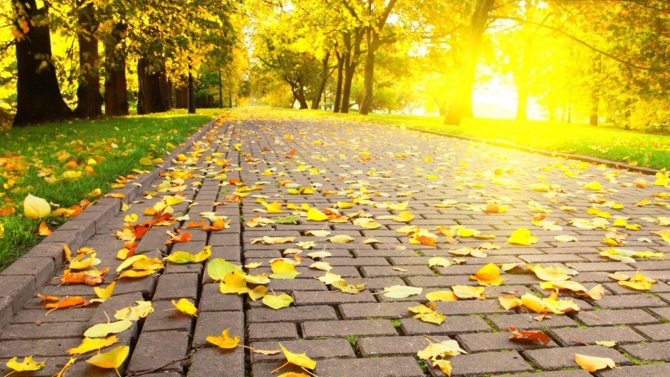 Wallpaper Full Screen HD wallpaper