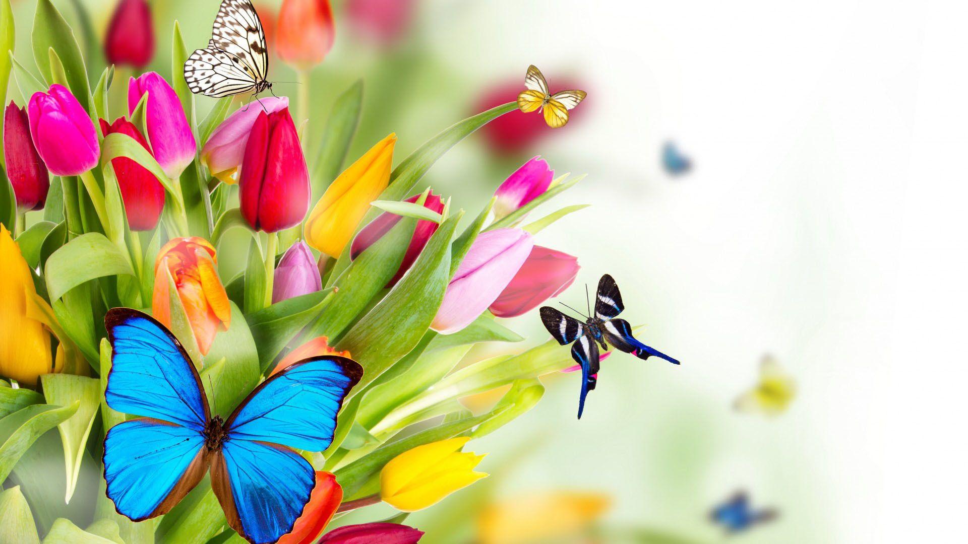 Beautiful Butterflies and Flowers Wallpaper