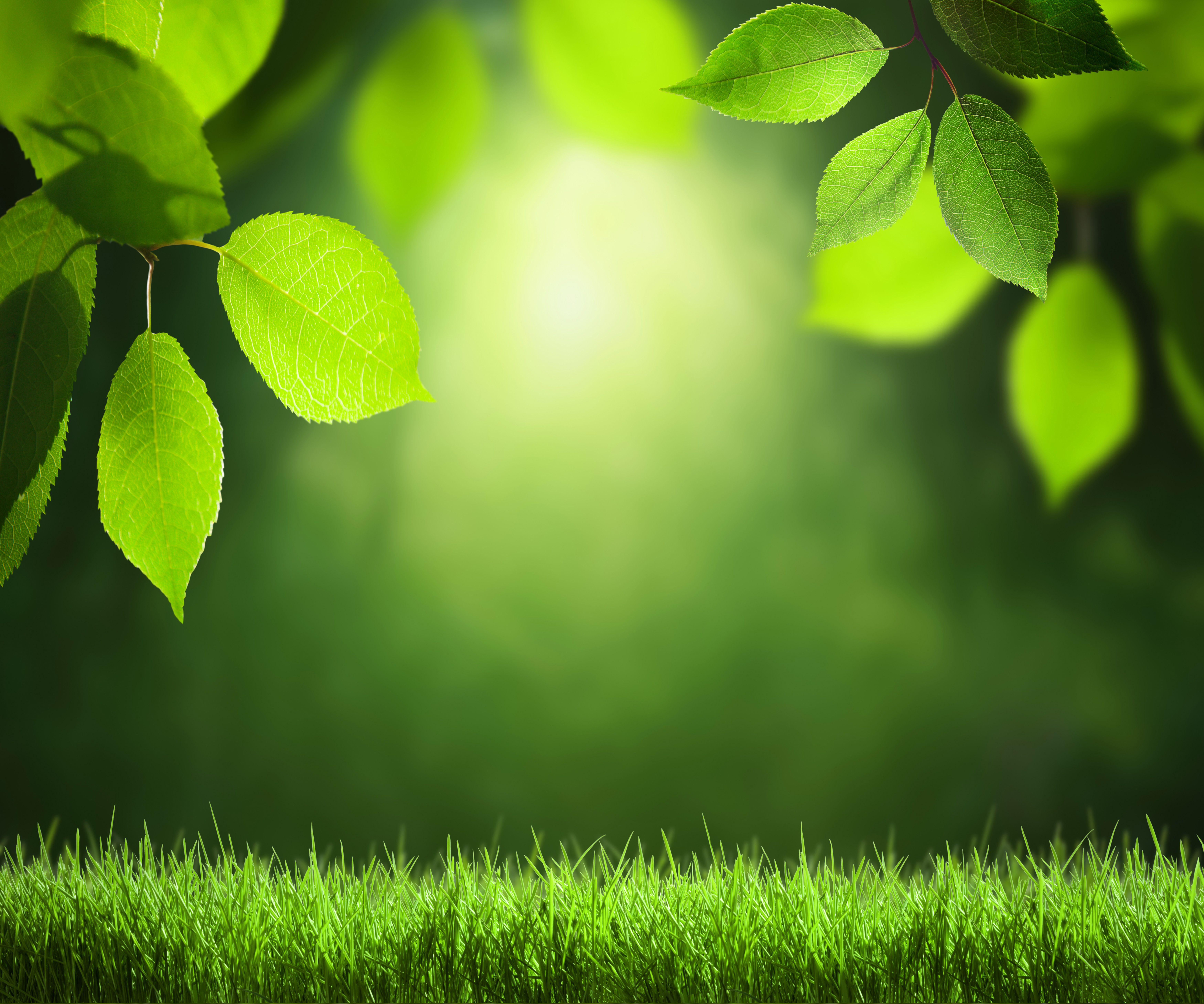 Green Summer Background Quality
