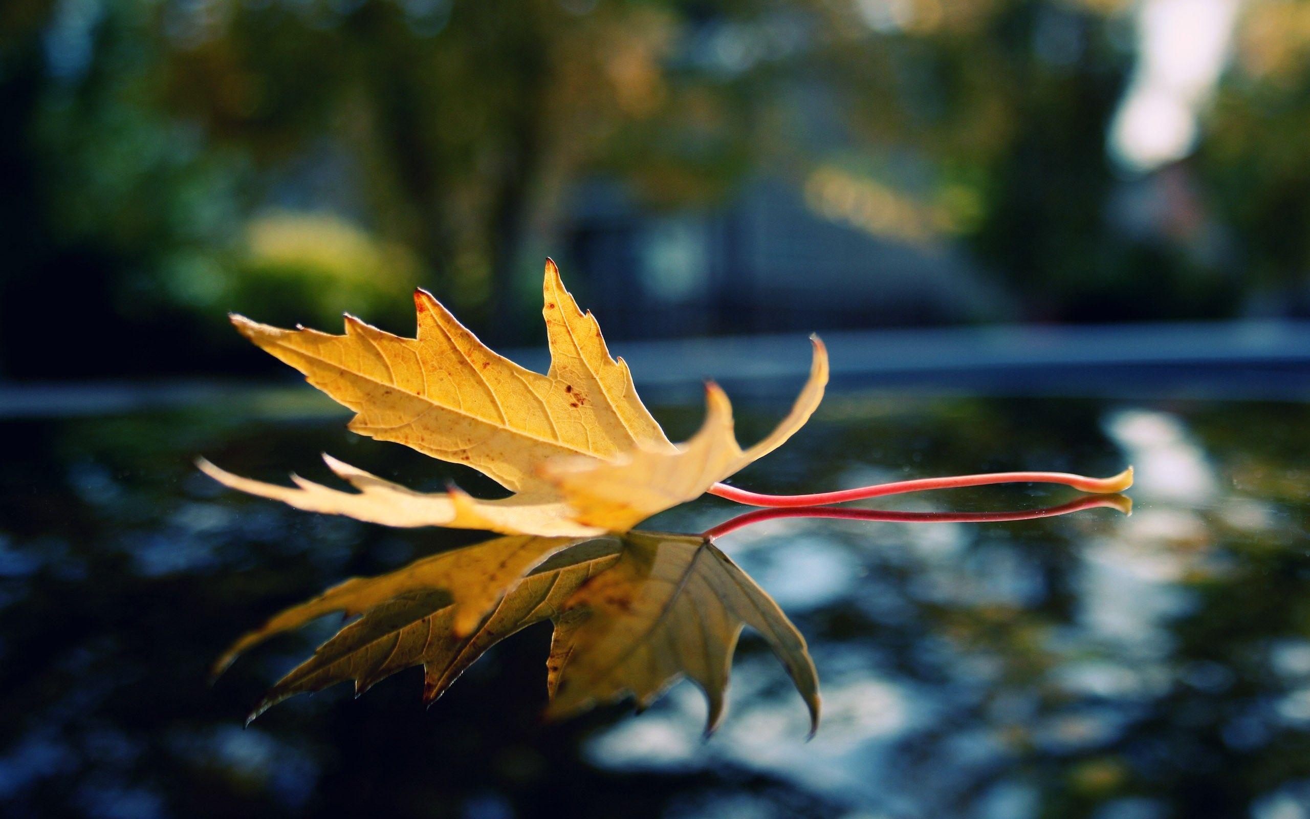 Download HD Wallpaper For Desktop CnMuqi