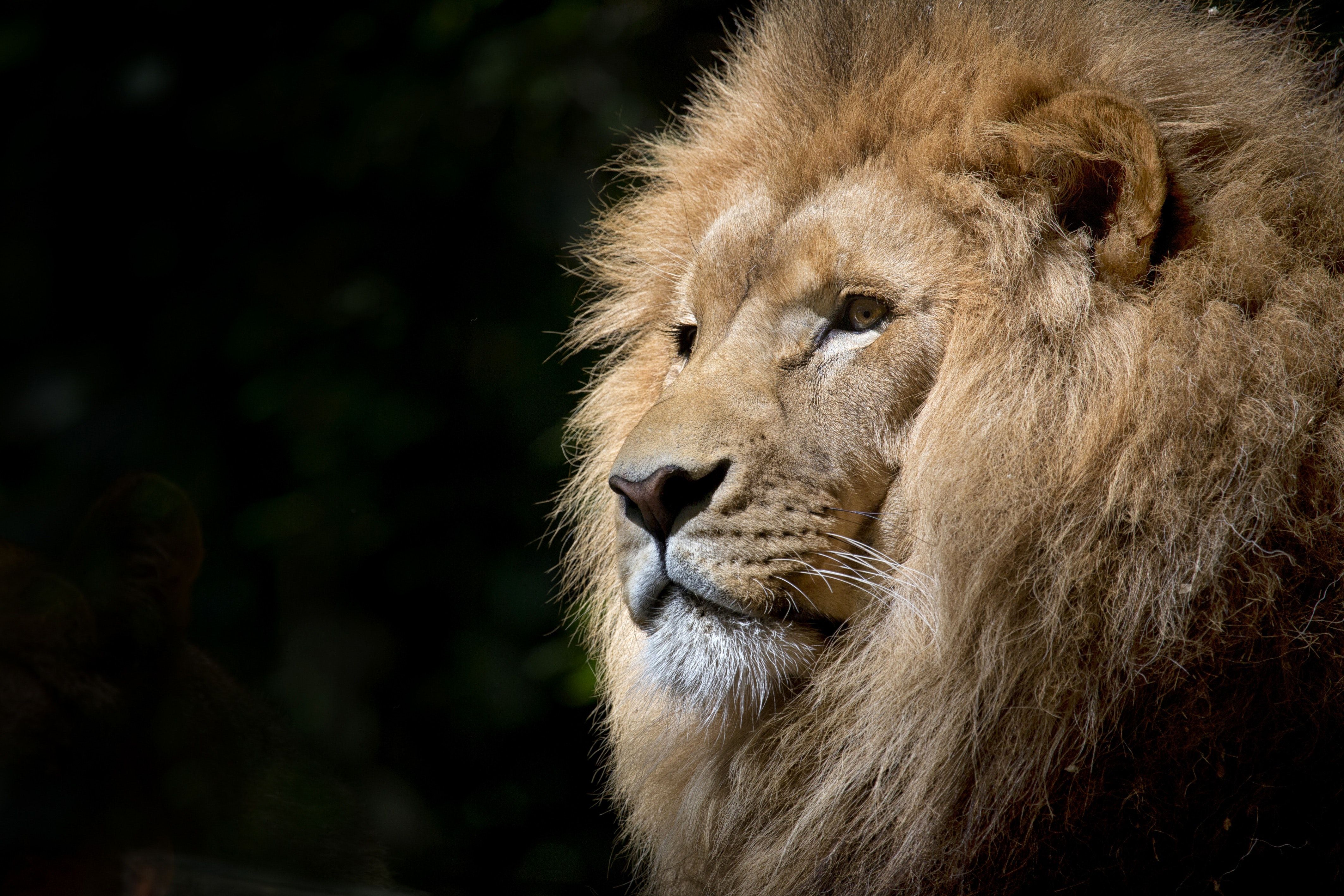 Majestic Lion Photo