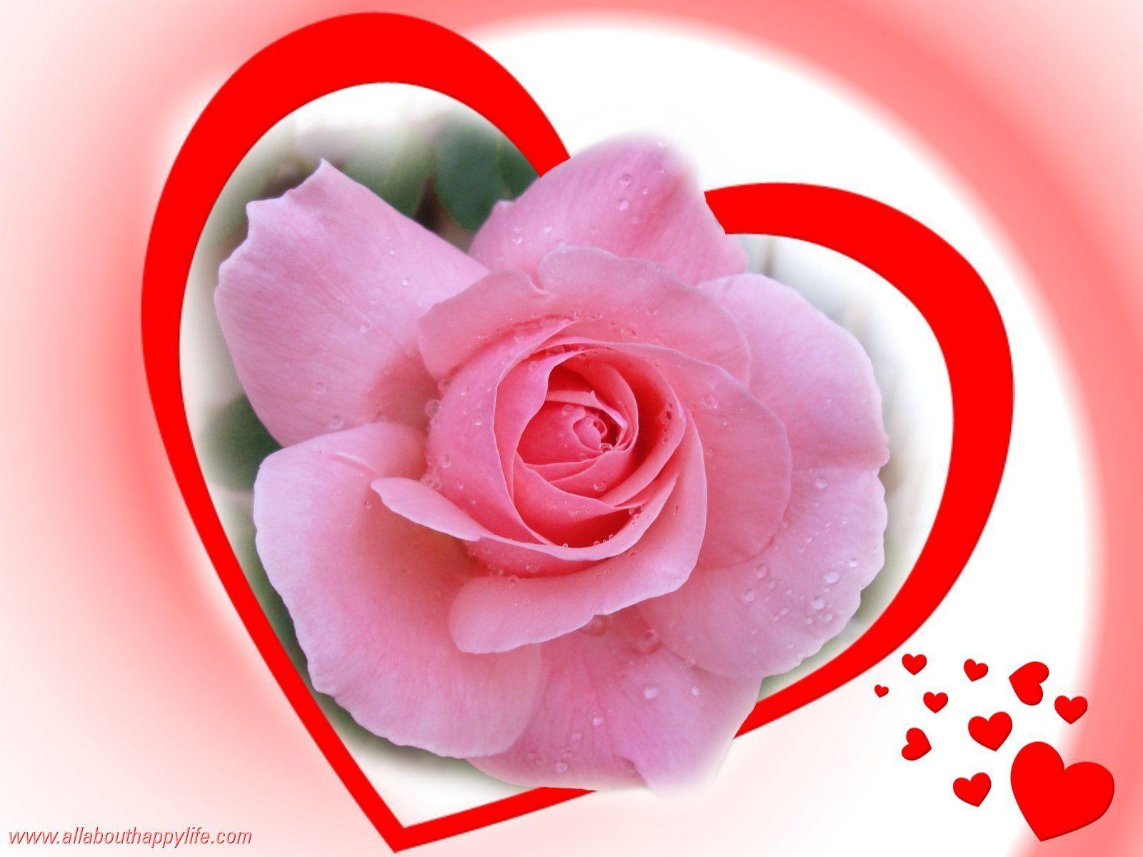 Best Rose And Love Image HD Desktop Of Mobile