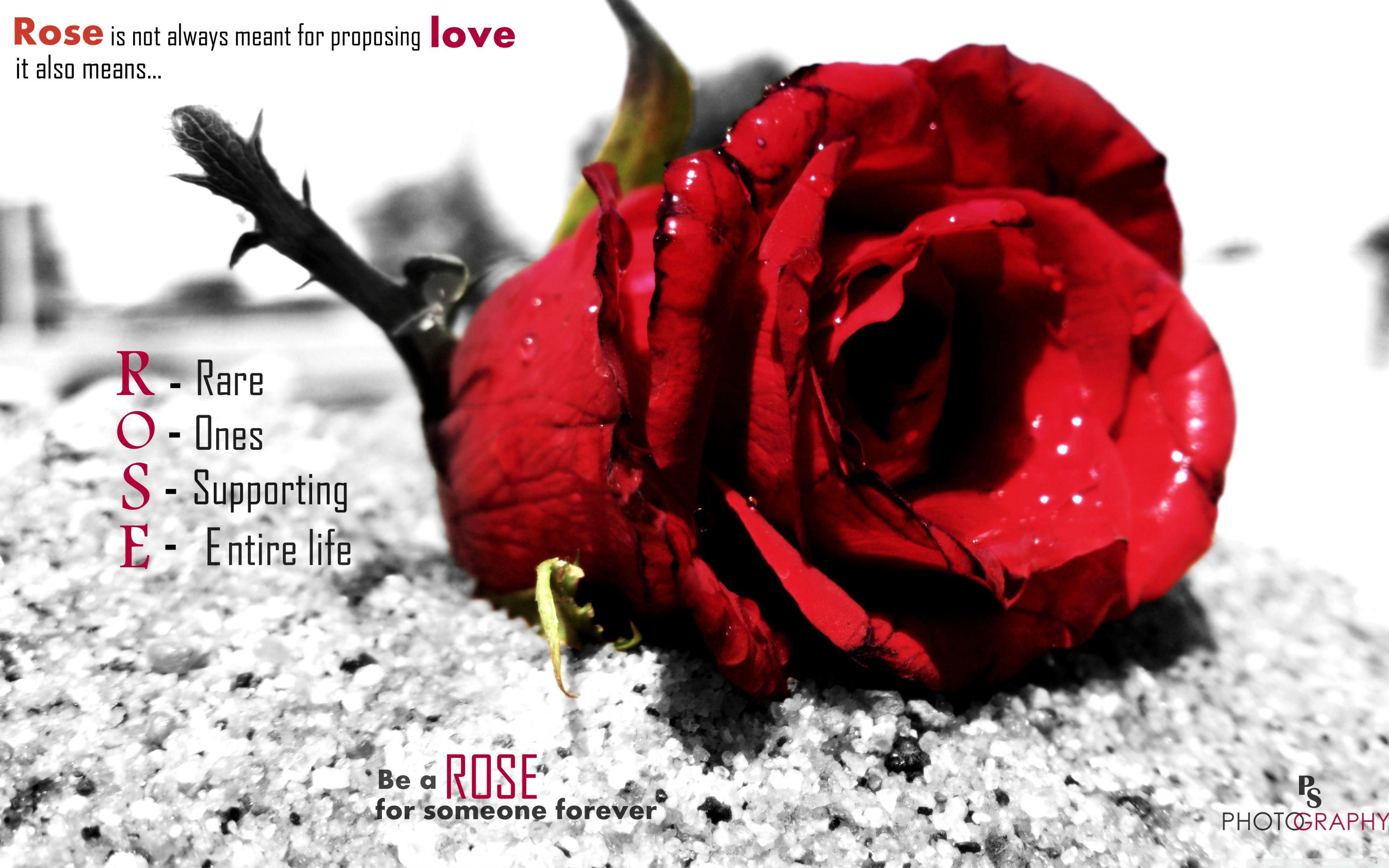 Love Rose ❤ 4K HD Desktop Wallpaper for