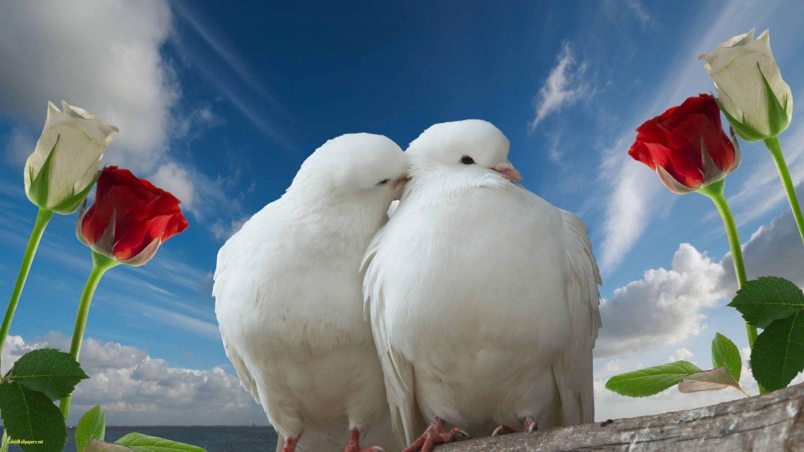 Doves Couple with Rose Love Wallpaper Best Of Love Rose Image