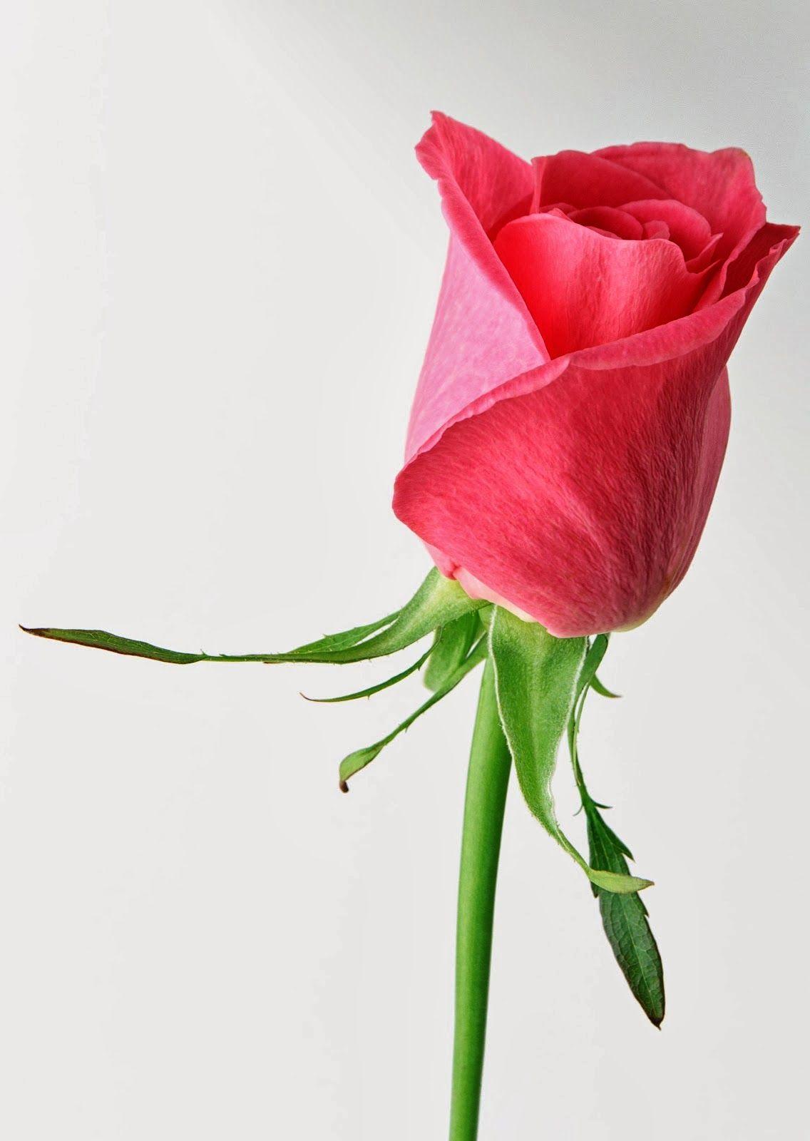 single rose flower
