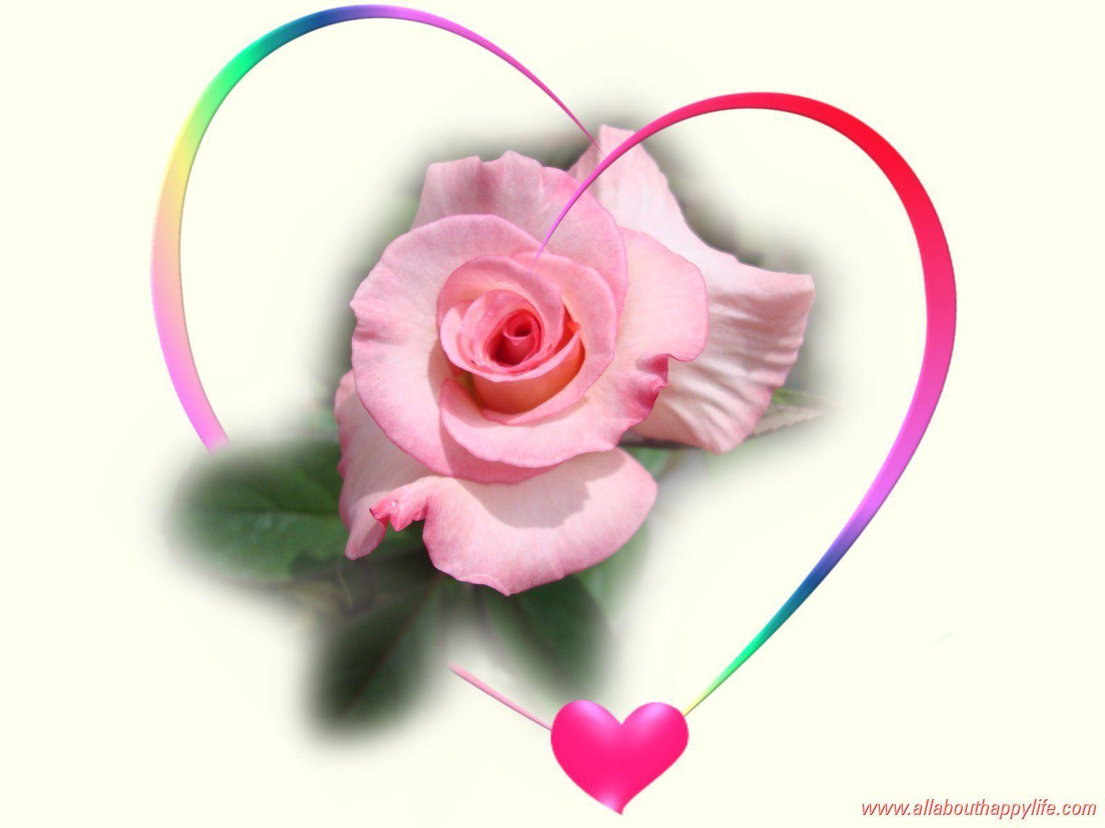 Free Rose And Love Image HD Widescreen Of Computer