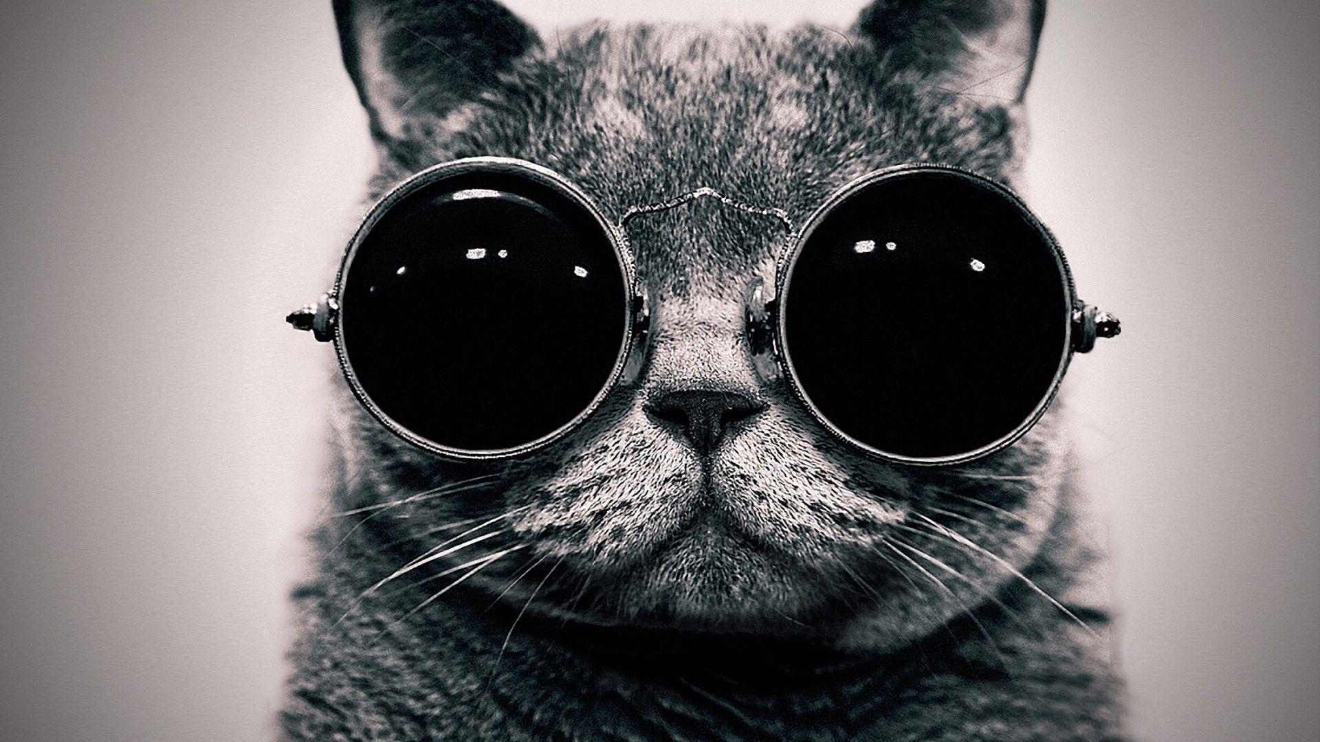 Funny Hipster Cat Sunglasses Desktop Wallpaper