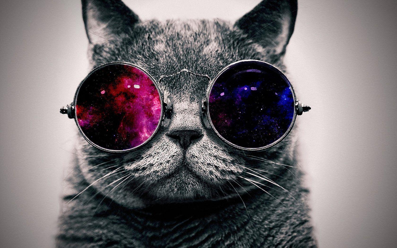Free Hipster Cat Image at Wildlife Monodomo