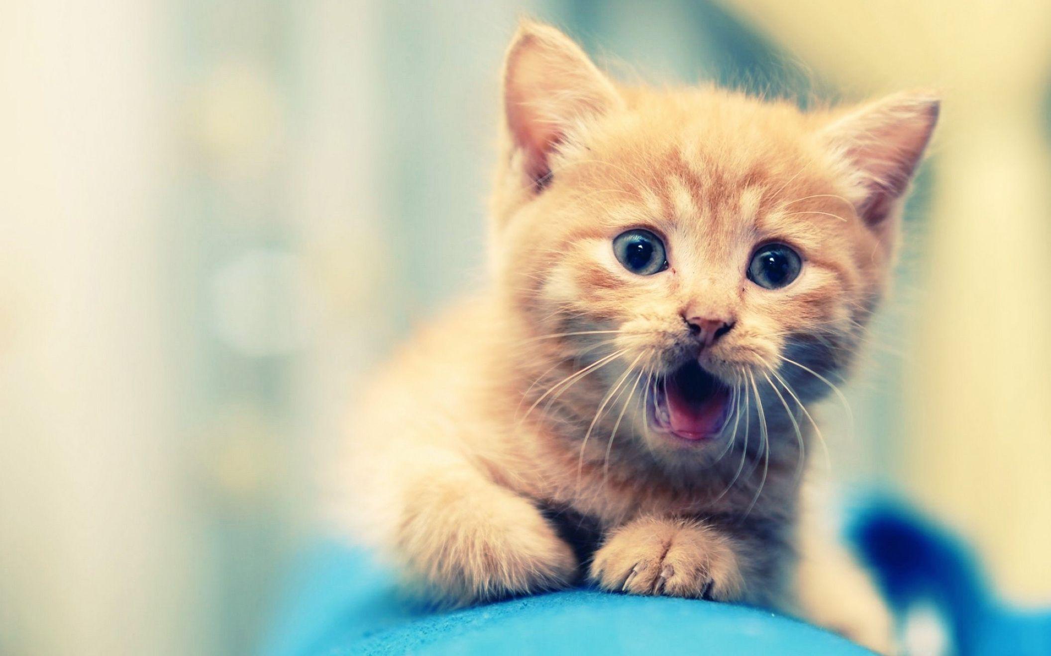 Cute Cat Animal for Desktop Background Full Screen Wallpaper