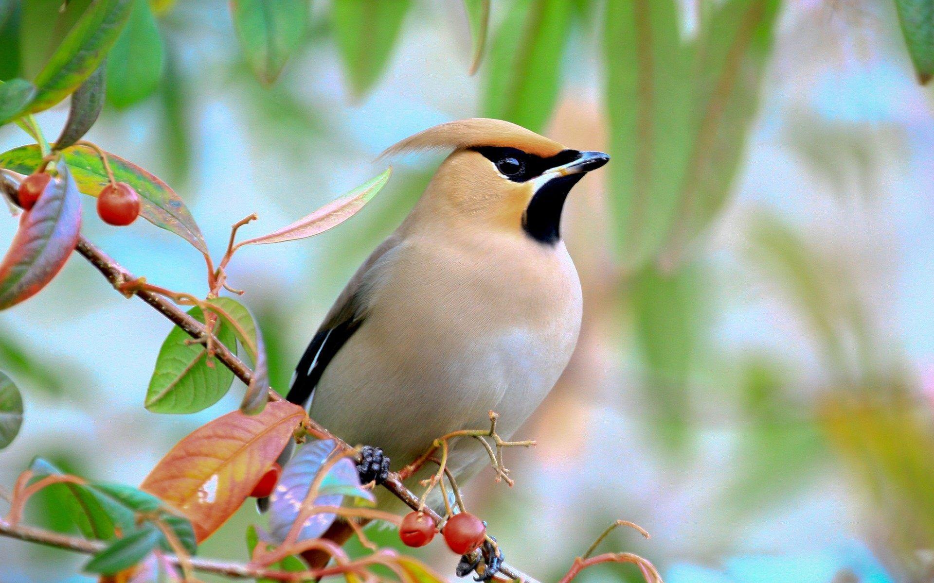 Beautiful Birds Images Hd Wallpaper Download ~ Beautiful Birds ...