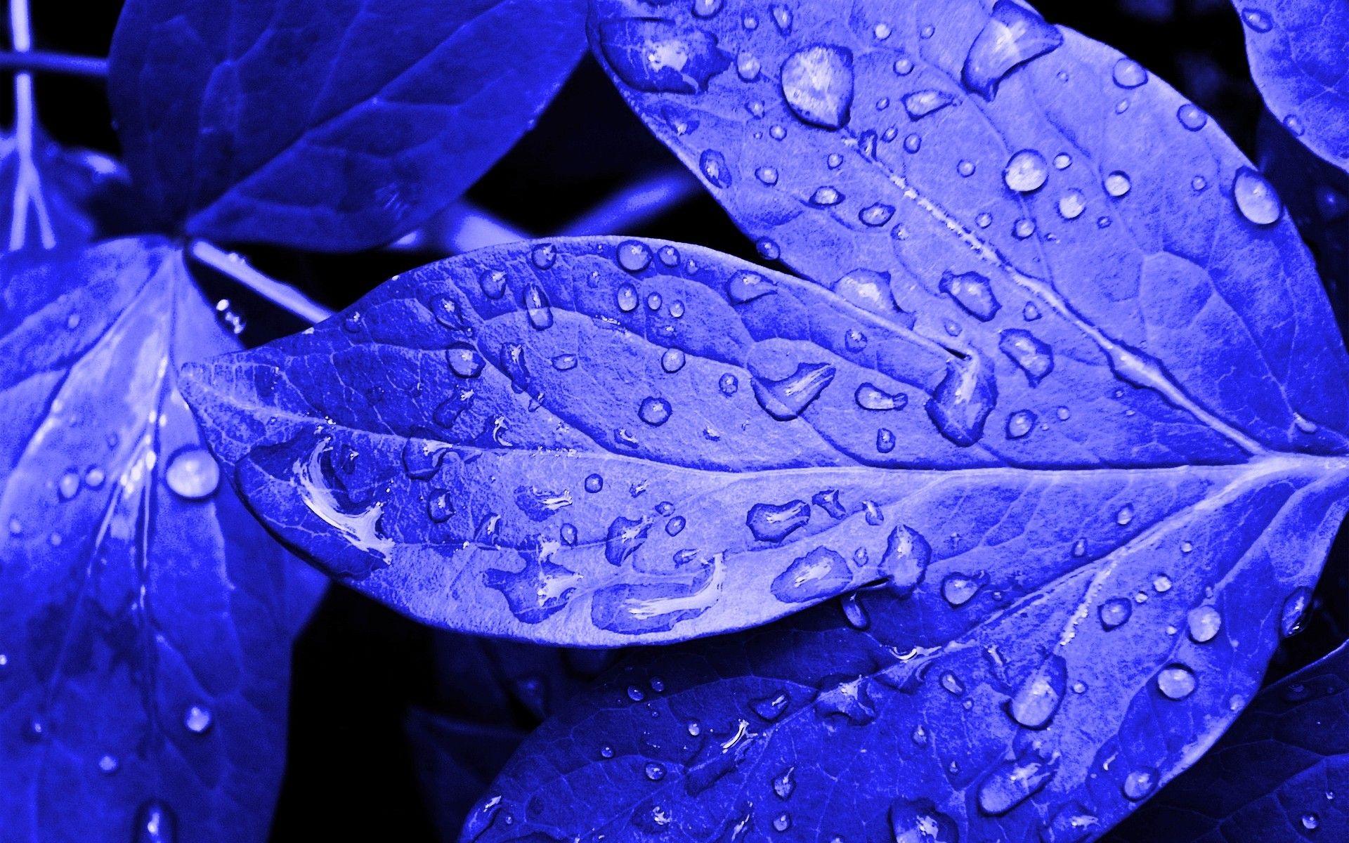 Leaves: Leaf Up Full HD Nature Wallpaper 1080p Desktop Download