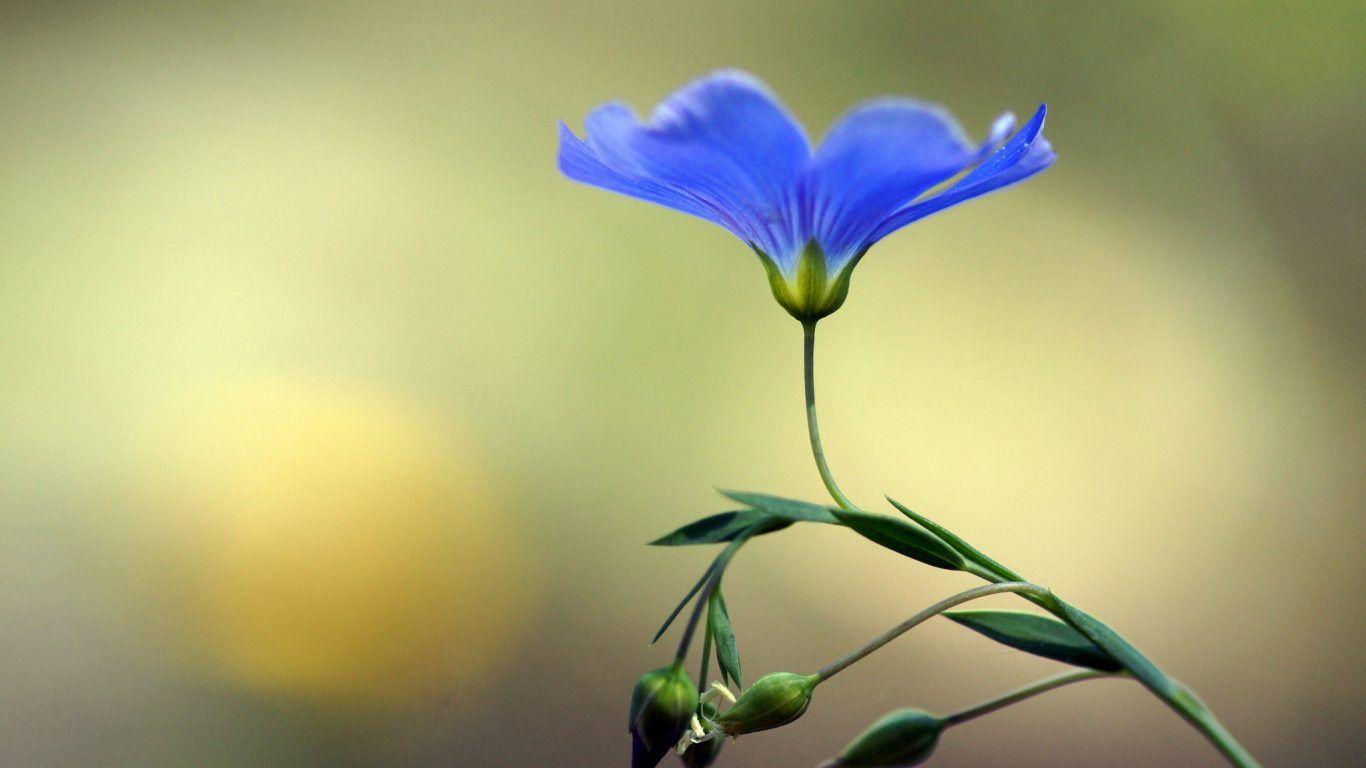 Plant Beautiful Flowers Nature Flower Colorful Full HD Wallpaper