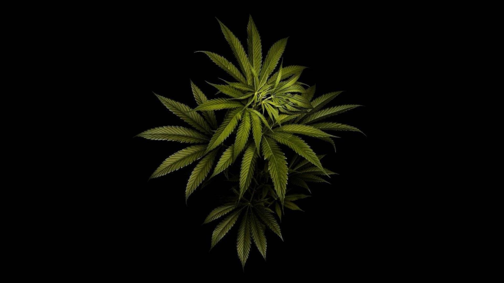 Marijuana Leaf Wallpapers HD - Wallpaper Cave
