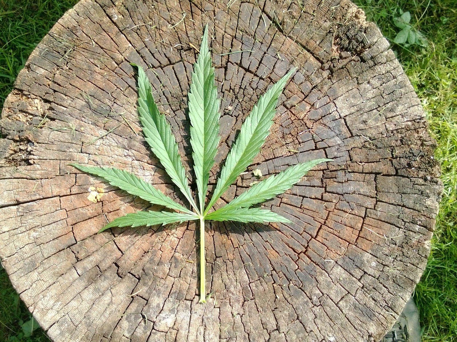 Grass green leaves marijuana wallpaper. PC