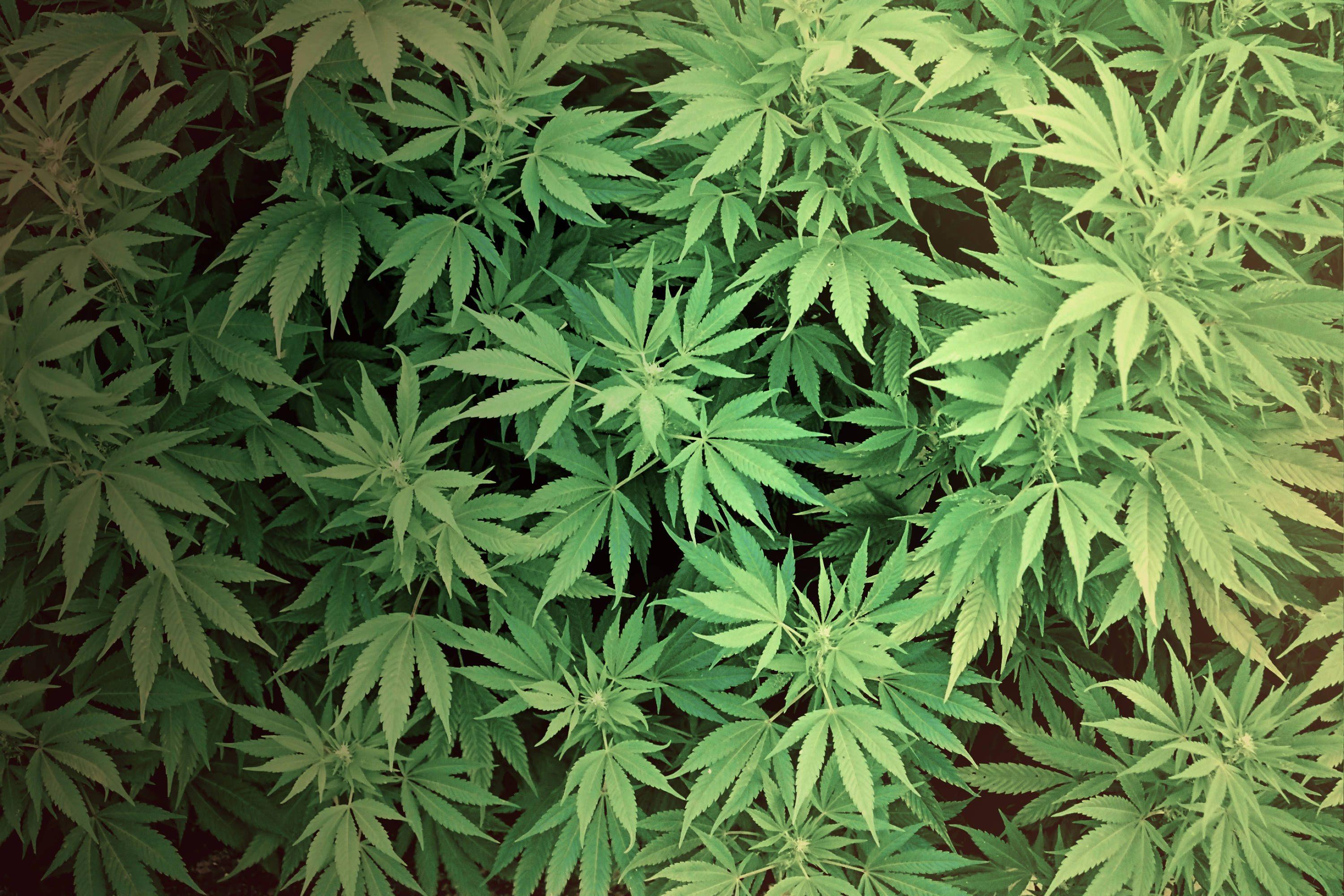 Marijuana with a street value of 500 million baht seized