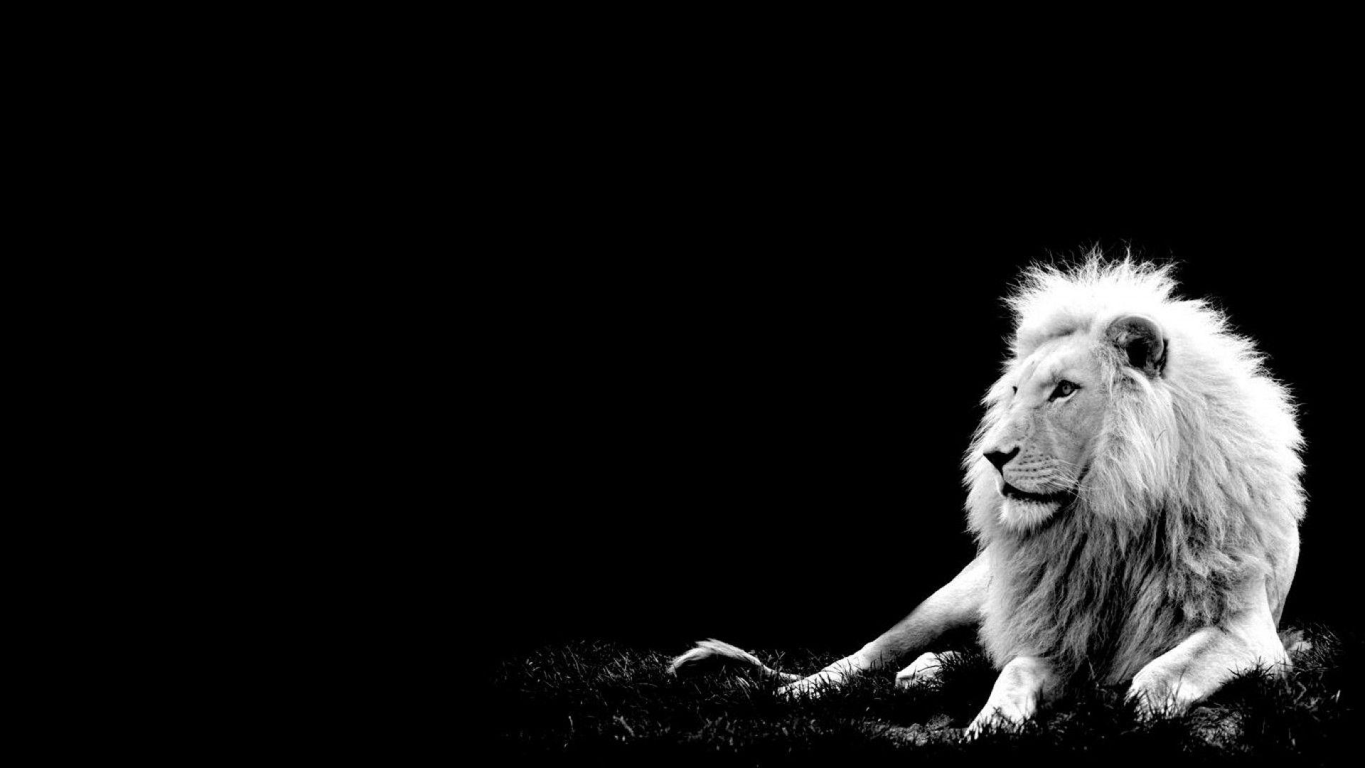 Free Lion Black And White Wallpaper For Android
