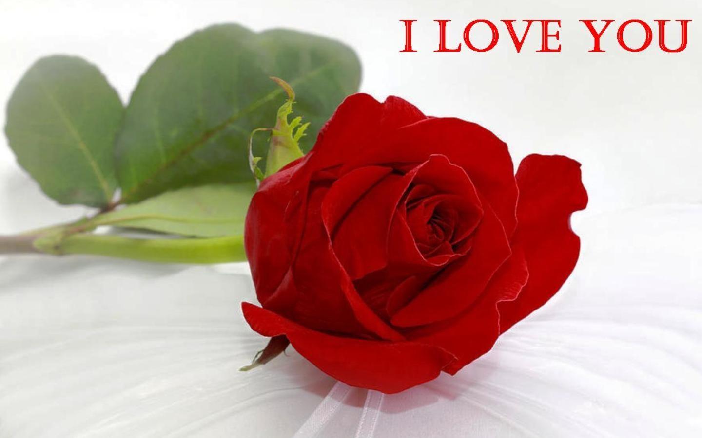 4k Wallpaper Red Rose Wallpaper With Love Quotes Hindi
