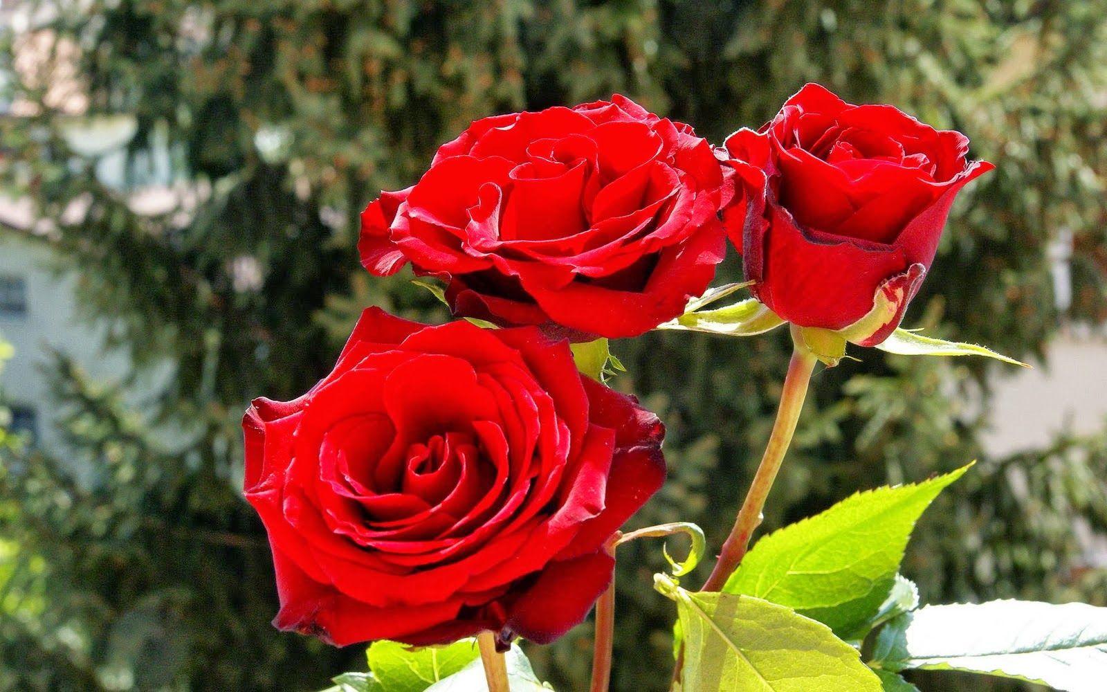 Free Wallpaper Red Rose Love single 2014