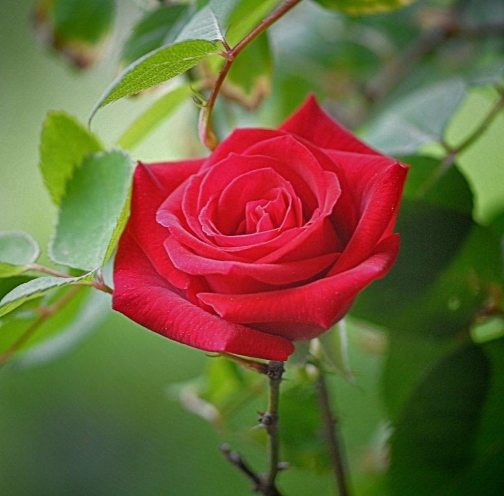 Flowers: Garden Single Flower Beauty Rose Red Wallpaper Theme
