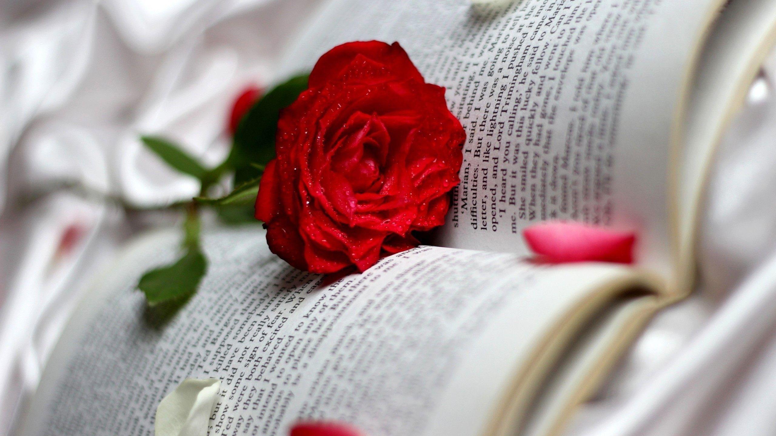 Books And Roses Wallpaper