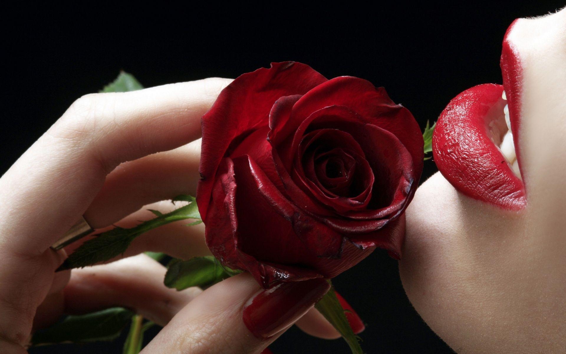 Red Roses Beautiful HD Free Wallpaper For Desktop