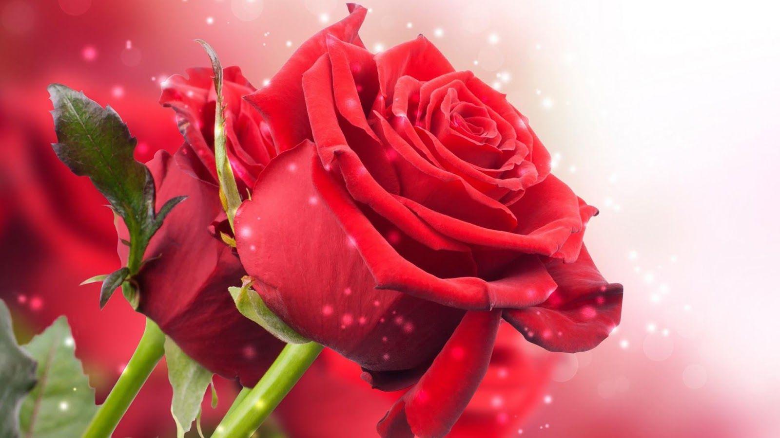 Red Roses Flowers Grayscale Selective Coloring. Colored HD