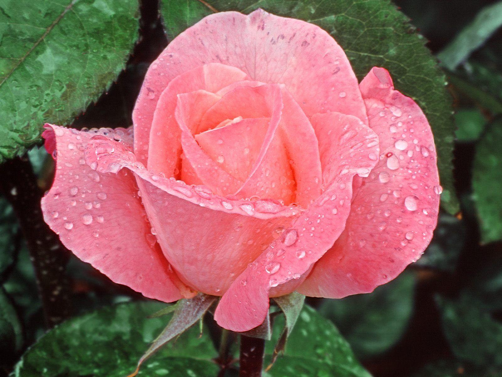 Free Wallpaper Red Rose Love single Fresh Flowers 1600x1200