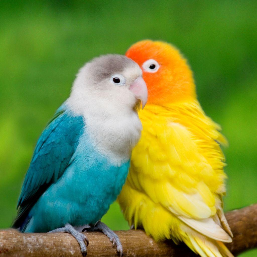 hd love birds wallpapers 1080p