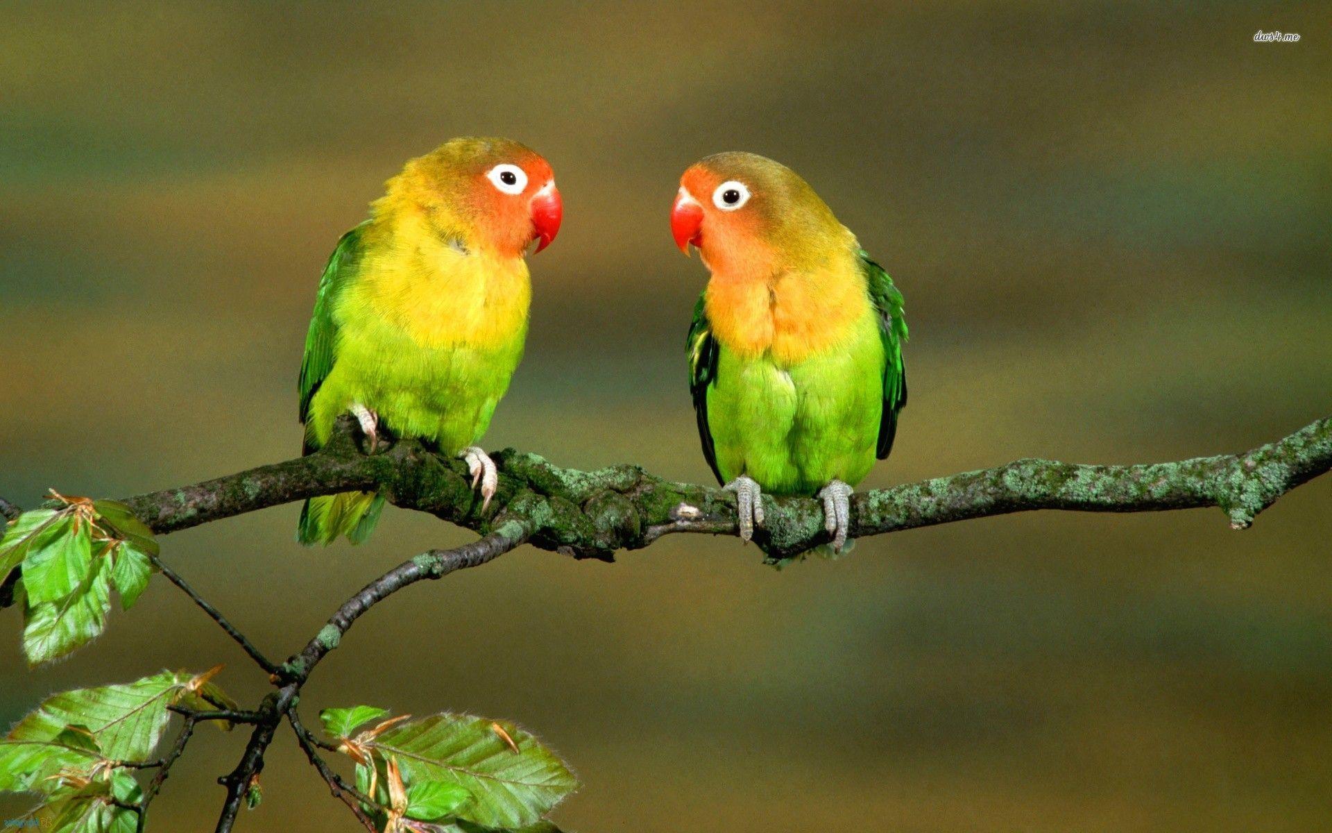 Love Birds Wallpaper, HD Quality Love Birds Image, Love Birds