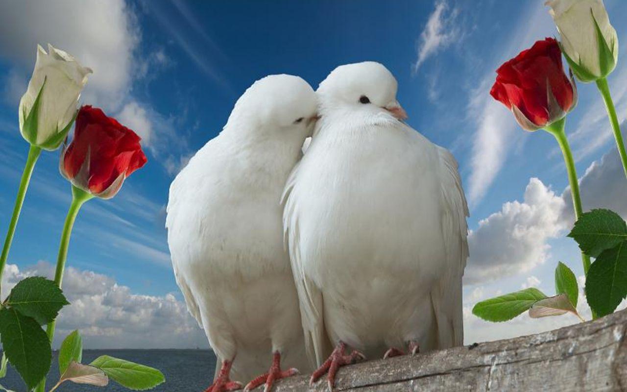 Love Birds image HD Wallpaper. Beautiful image HD Picture