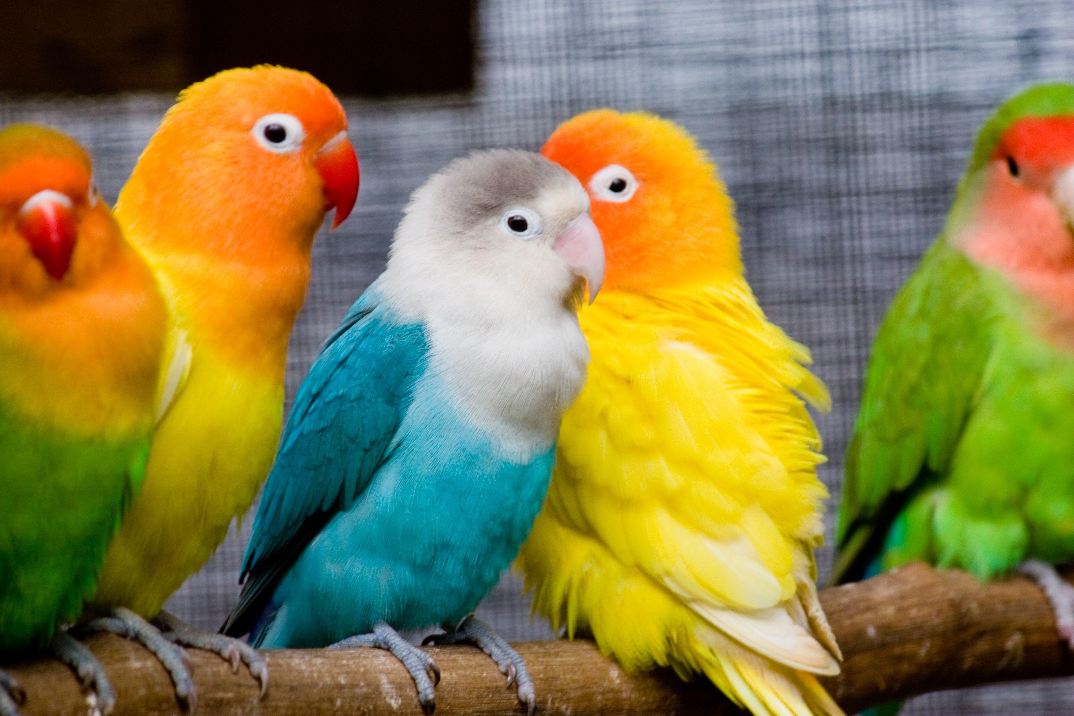 Beautiful Love Birds as Colorful Wallpaper HD Wallpaper