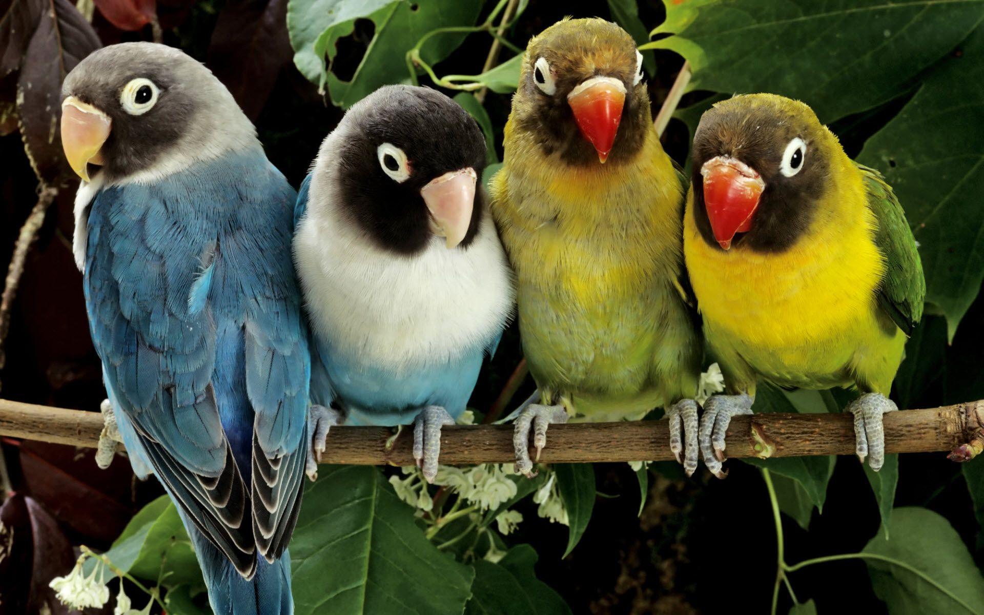 Desktop The Worlds Catalog Of Ideas With Nature Love Birds Wallpaper