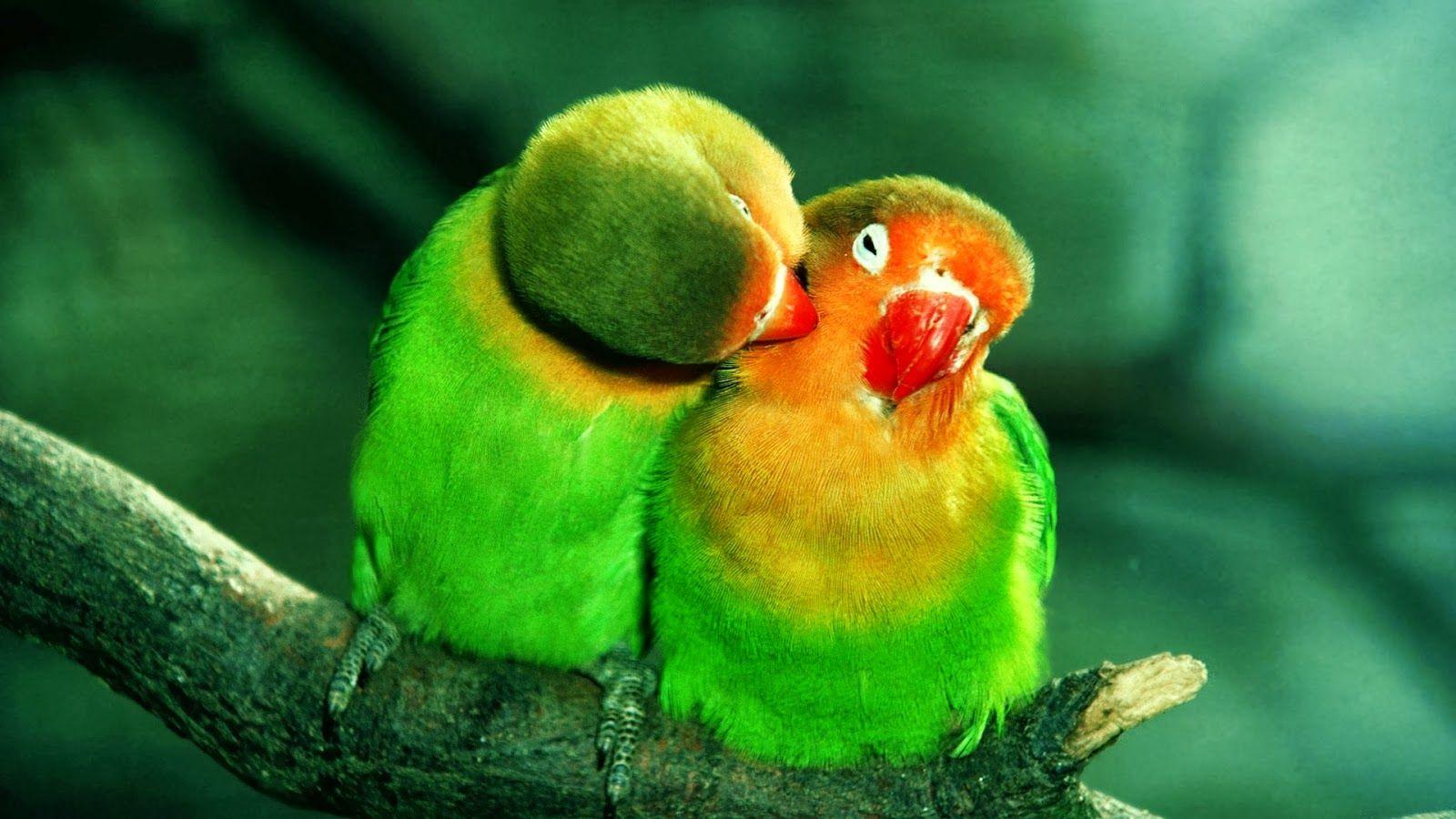 Hot girl wallpaper: Beautiful love birds Kissing Parrots HD