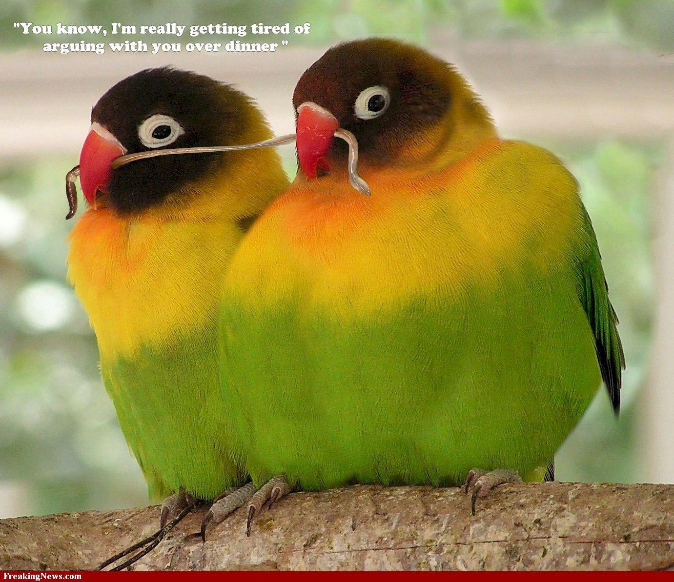 PicturePool: Love Birds Wallpaper. Beautiful Birds Picture