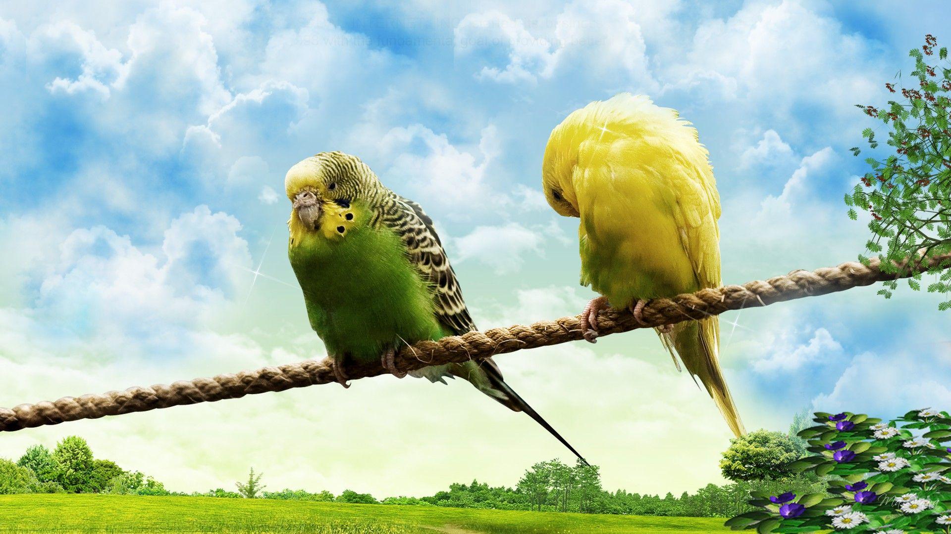 Hd Love Birds Wallpaper
