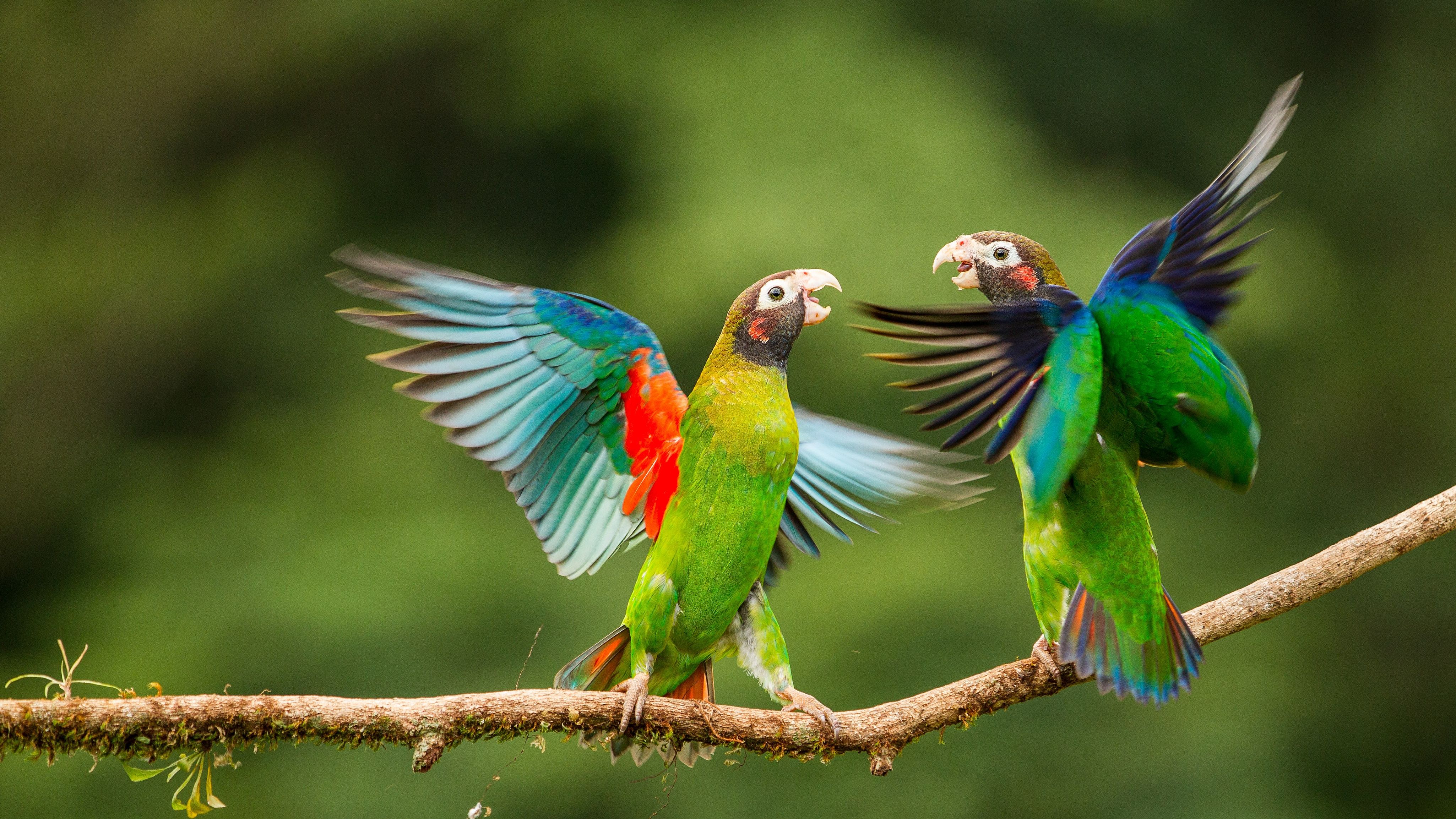 Wallpaper Parrots, Love Birds, Wings, HD, 4K, Animals