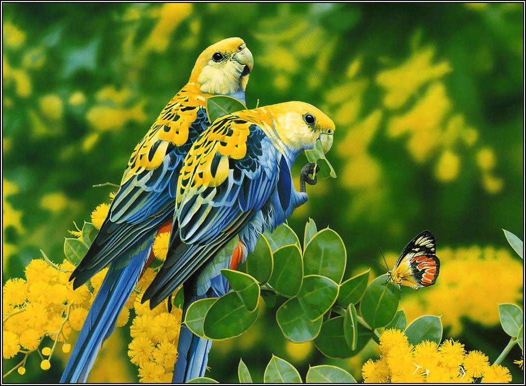 Beautiful Wallpaper and Image: Beautifull Love Bird Wallpaper. Images