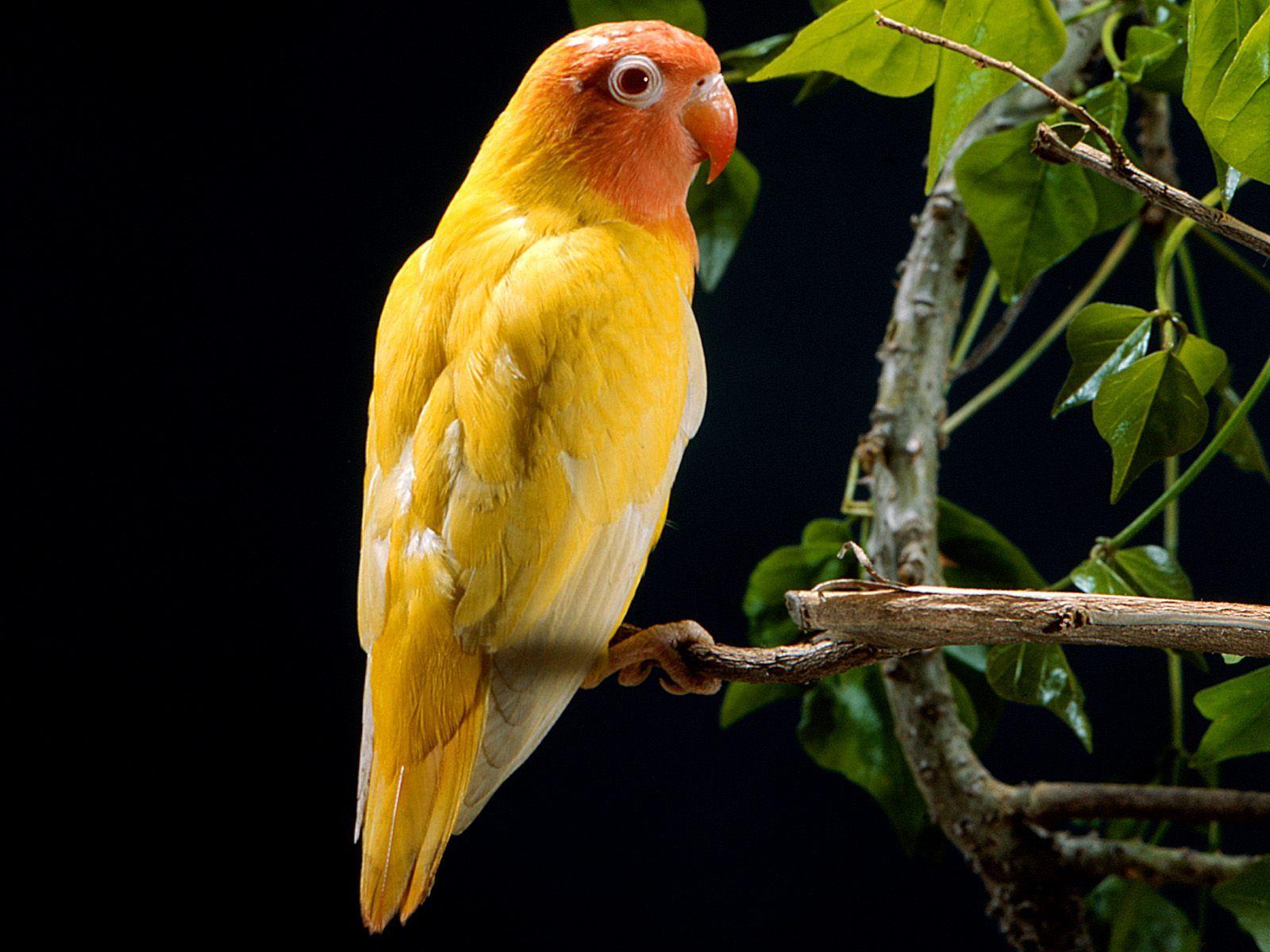 Desktop image of australian parrots wallpaper