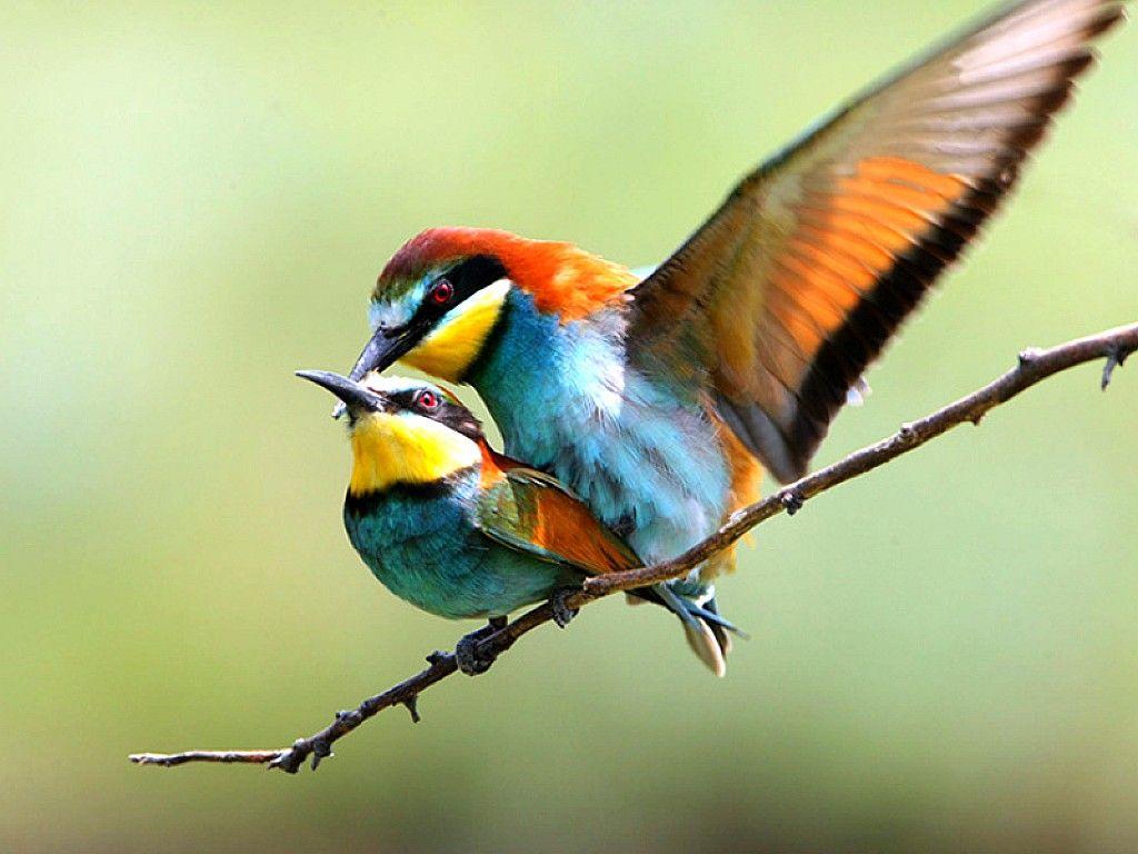 Cute Love Birds Wallpaper HD. I HD Image