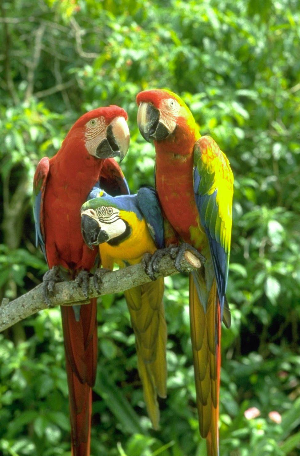 Widescreen Beautiful Natural Colours Love Birds Photo With Nature
