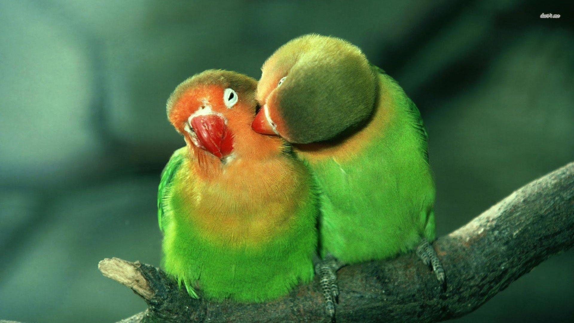 Love Birds HD Wallpaper Beautiful Loving Birds Wallpaper HDD