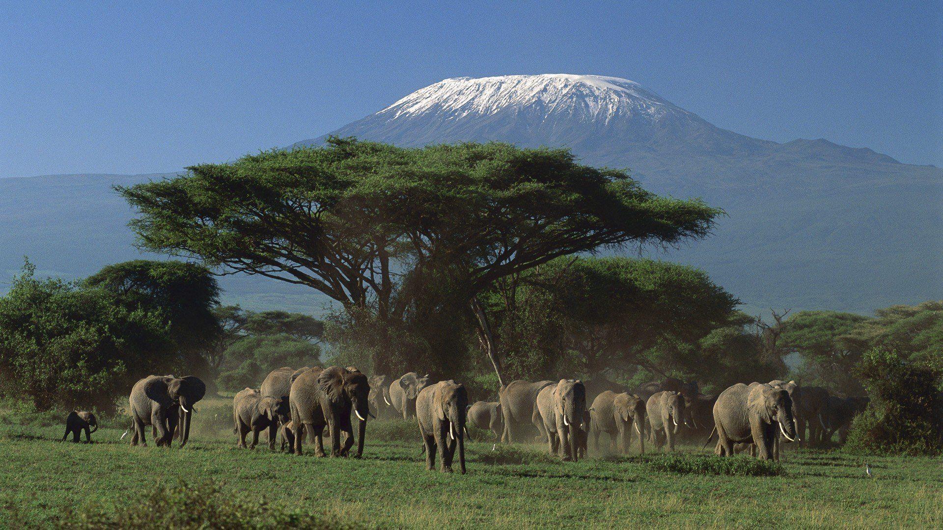 Kilimanjaro 305052